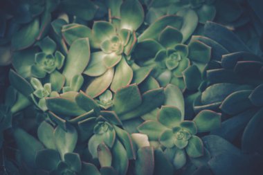 Sulu bitkilerin yakın çekim; vintage tarzı.