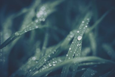 Arkaplan dokusu için su damlası olan yeşil yaprak