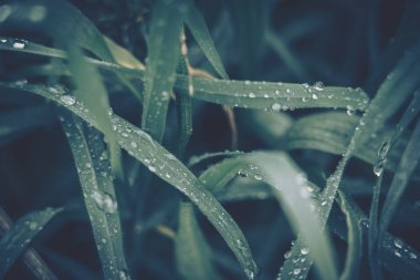 Arkaplan dokusu için su damlası olan yeşil yaprak