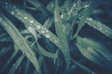 Arkaplan dokusu için su damlası olan yeşil yaprak