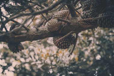 Çam ağacında çam kozalağı, vintage tarzı