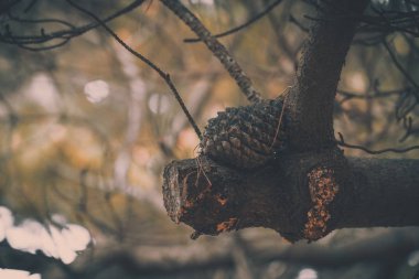 Çam ağacında çam kozalağı, vintage tarzı