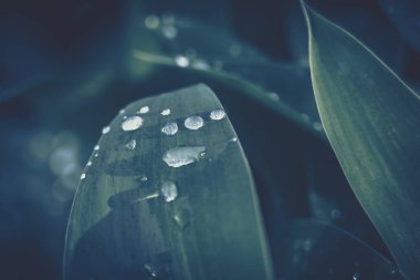 Arkaplan dokusu için su damlası olan yeşil yaprak