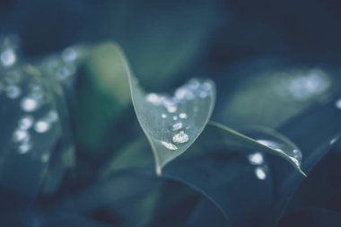 Arkaplan dokusu için su damlası olan yeşil yaprak