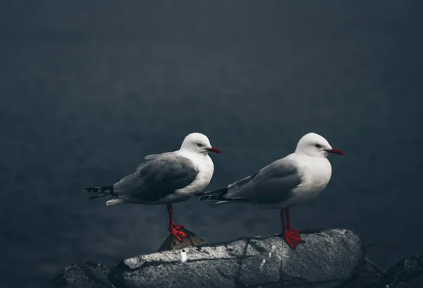 Die Nahaufnahme zweier Möwen — Stockfoto