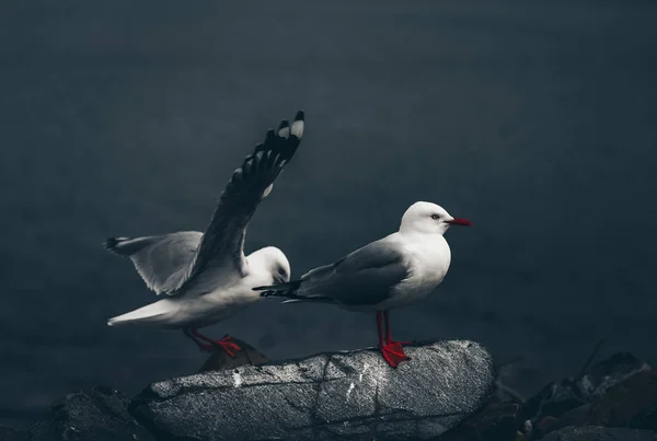 Die Nahaufnahme zweier Möwen — Stockfoto