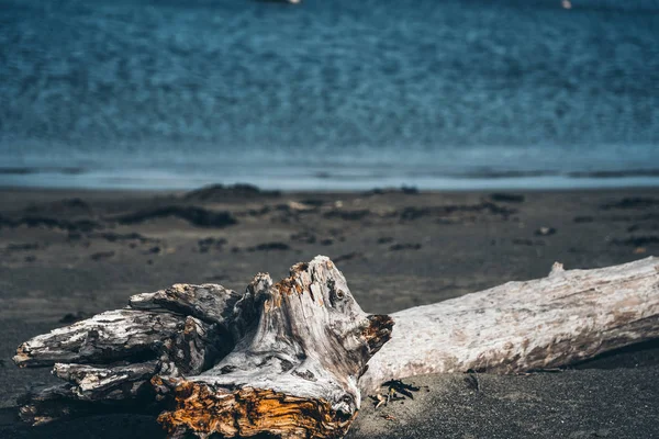 Dode hout op het strand; Dode boom op het strand — Stockfoto