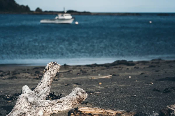 Totholz am Strand; toter Baum am Strand — Stockfoto