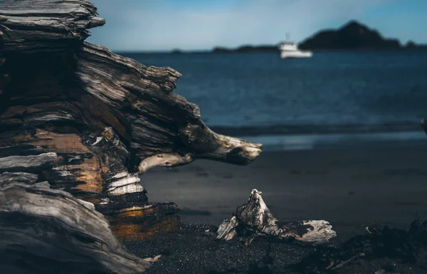 Dode hout op het strand; Dode boom op het strand — Stockfoto