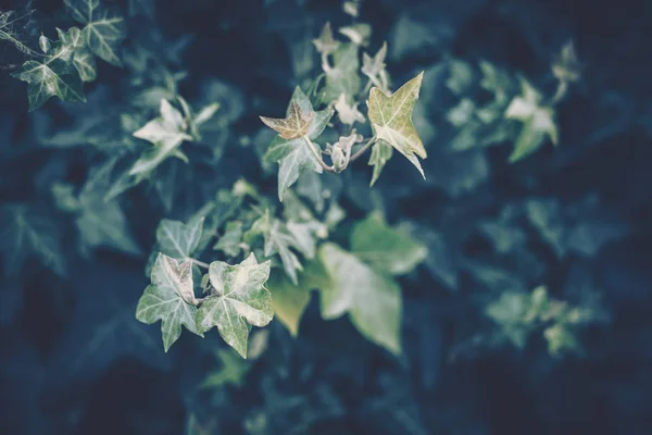 stock image Green Leaves Pattern; Natural Background 