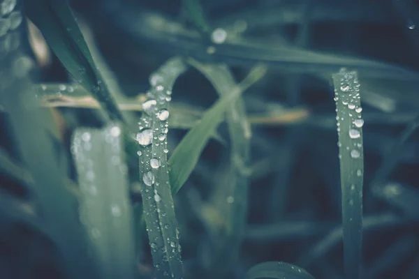 Foglia verde con goccia d'acqua per texture di sfondo — Foto Stock