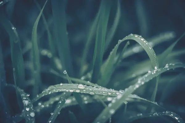 Foglia verde con goccia d'acqua per texture di sfondo — Foto Stock