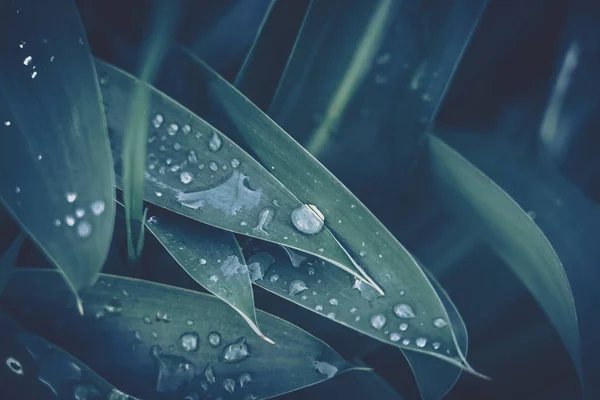Зеленый лист с каплей воды для фоновой текстуры — стоковое фото