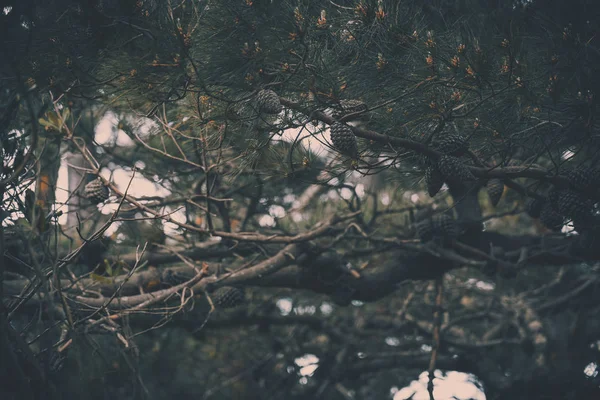 stock image Pine cones on a pine tree, vintage style