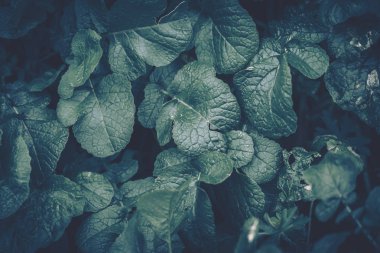 Yeşil Yaprak Desen; Doğal Arka Plan; vintage tarzı