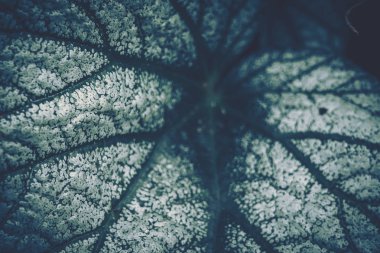 Yeşil Yaprak Desen; Doğal Arka Plan; vintage tarzı