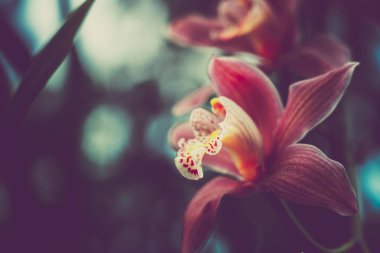 Orchidaceae'nin yakın çekim. vintage tarzı. 