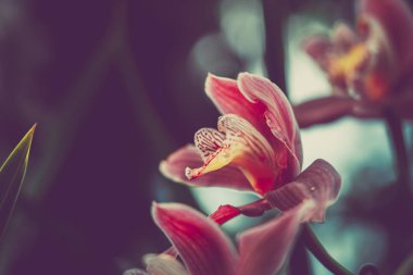 Orchidaceae'nin yakın çekim. vintage tarzı. 