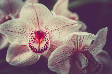 Orchidaceae'nin yakın çekim. vintage tarzı. 