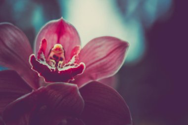 Orchidaceae'nin yakın çekim. vintage tarzı. 