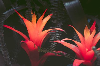 Guzman çiçeği, kapat; eski usul. 