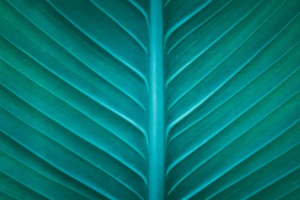 Візерунок зеленого листя; Природний фон; вінтажний стиль — стокове фото