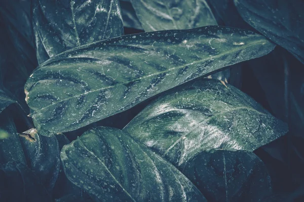 Zielone liście wzór; Naturalne tło; styl Vintage — Zdjęcie stockowe