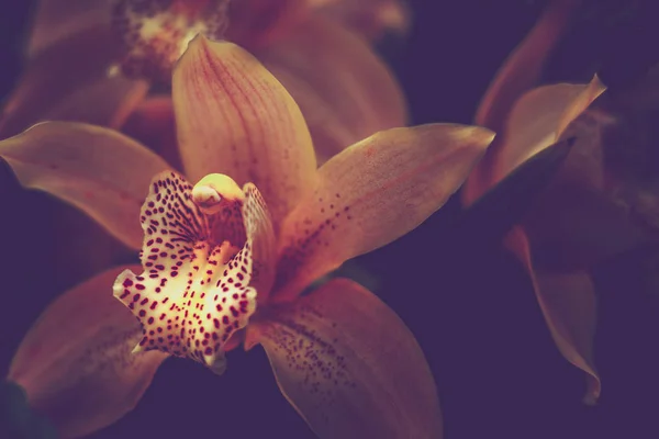 Közeli változata Orchidaceae. vintage stílusú. — Stock Fotó