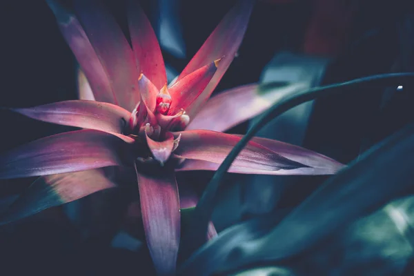 グズマニアの花を閉じます;ヴィンテージスタイル. — ストック写真