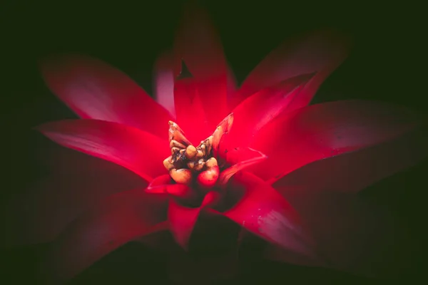 가까이 있는 구즈 마니아 꽃 ; 빈티지 스타일. — 스톡 사진