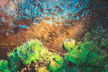 su damlası ile yosunlu taş