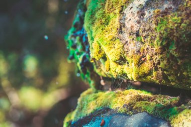 su damlası ile yosunlu taş