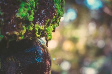 su damlası ile yosunlu taş