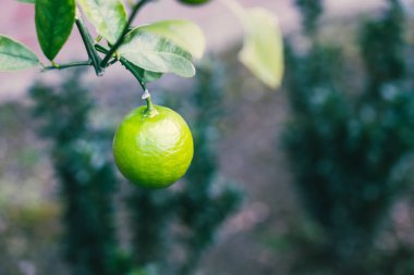 Limon Ağacı Üzerinde Büyüyen Limon; Yakın çekim 