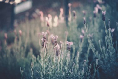 Güneş ışığı ile Lavanta Alanı, Lavandula angustifolia; Vintage