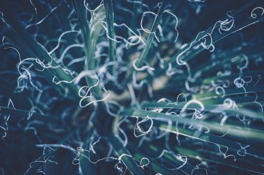 Sulu bitkilerin yakın çekim; vintage tarzı.