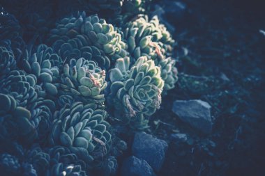 Sulu bitkilerin yakın çekim; vintage tarzı.