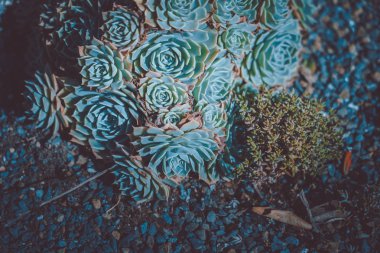 Sulu bitkilerin yakın çekim; vintage tarzı.