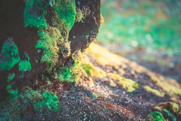 mossy stone with water drop