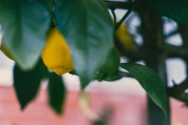 Lemons Growing On Lemon Tree; Close up