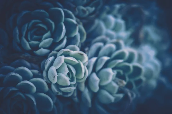 Close up of succulent plants; vintage style. — Stock Photo, Image