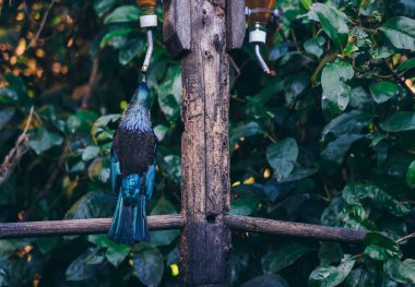Güzel Yeni Zelanda Tui Brid