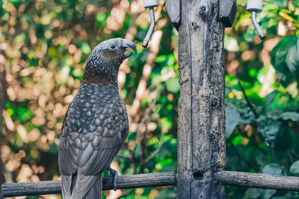 Kaka brid na Nova Zelândia — Fotografia de Stock