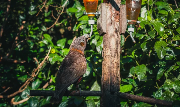 Kaka brid en Nueva Zelanda — Foto de Stock