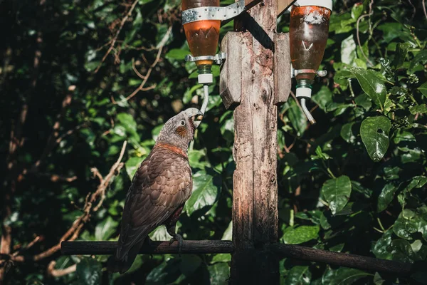 Kaka brid en Nueva Zelanda — Foto de Stock