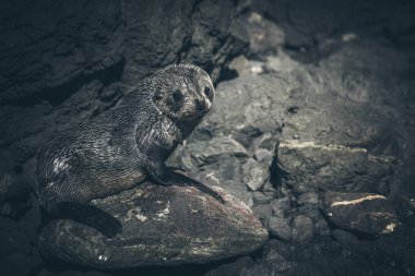 Bir kayaüzerinde Deniz Aslanı, Yeni Zelanda