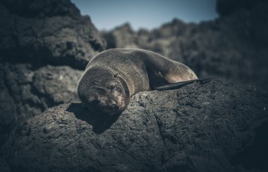 Bir kayaüzerinde Deniz Aslanı, Yeni Zelanda
