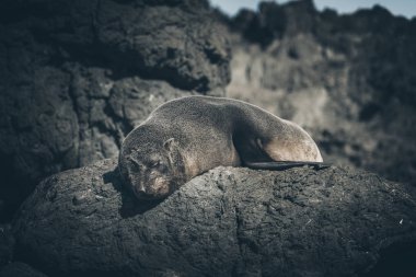 Bir kayaüzerinde Deniz Aslanı, Yeni Zelanda