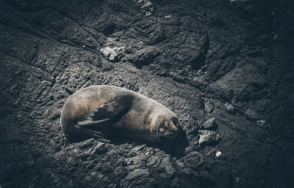Bir kayaüzerinde Deniz Aslanı, Yeni Zelanda