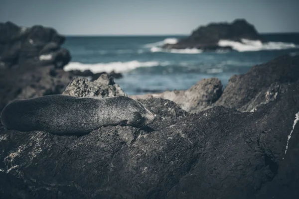 Sea Lion on a Rock, Nieuw-Zeeland — Stockfoto